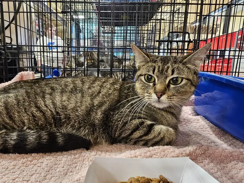 Turquoise thumbnail 4