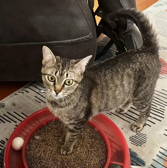 Turquoise thumbnail 5