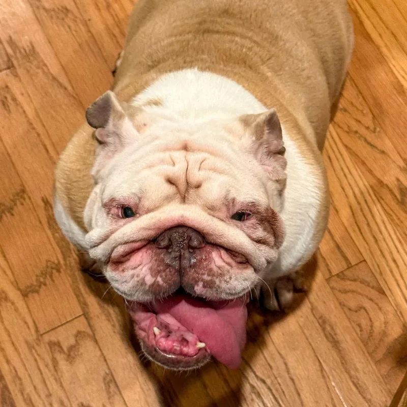 An adult medium-sized female Yellow / Tan / Blond / Fawn English Bulldog dog named Rosie for adoption in Baton Rouge, LA