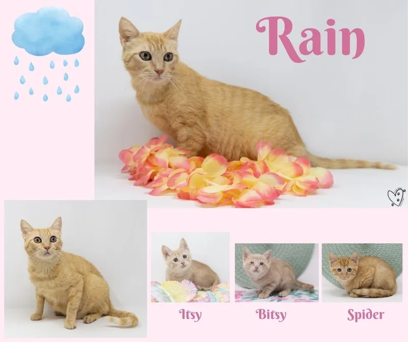 Rain thumbnail 3
