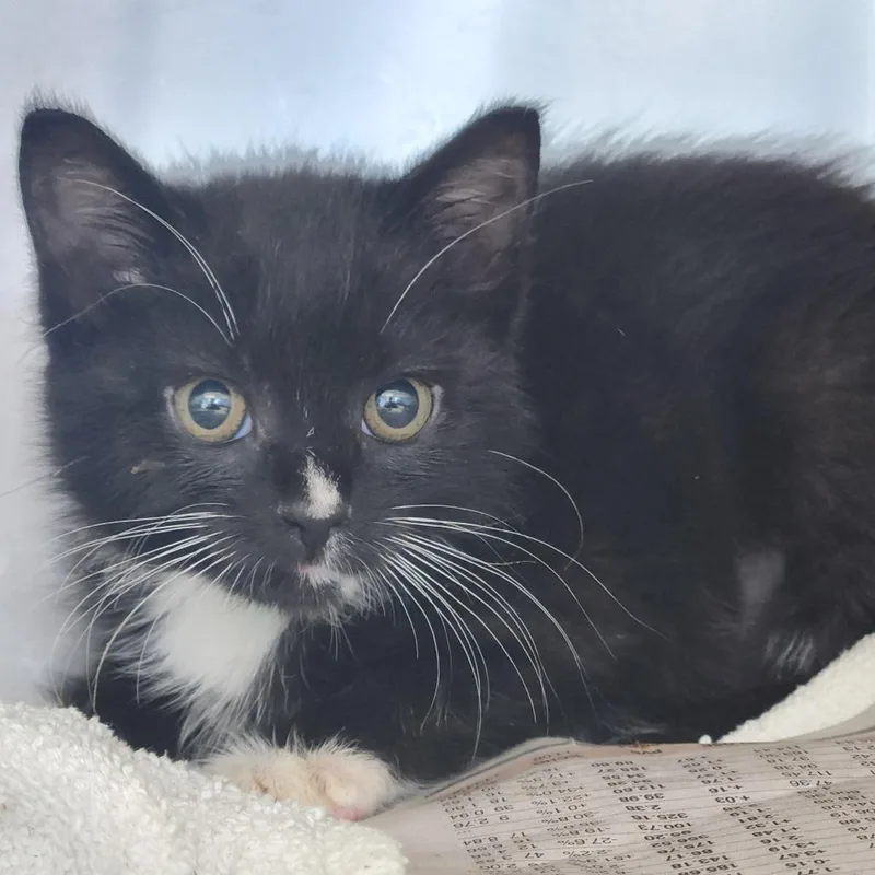 A baby small-sized female Black Domestic Short Hair cat named Mor for adoption in Fort Wayne, IN
