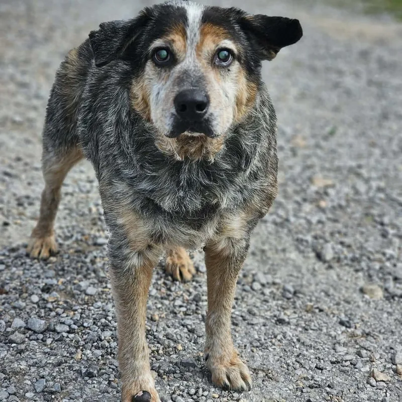 A senior large-sized male Gray / Blue / Silver Australian Cattle Dog / Blue Heeler dog named Taz for adoption in Pulaski, TN