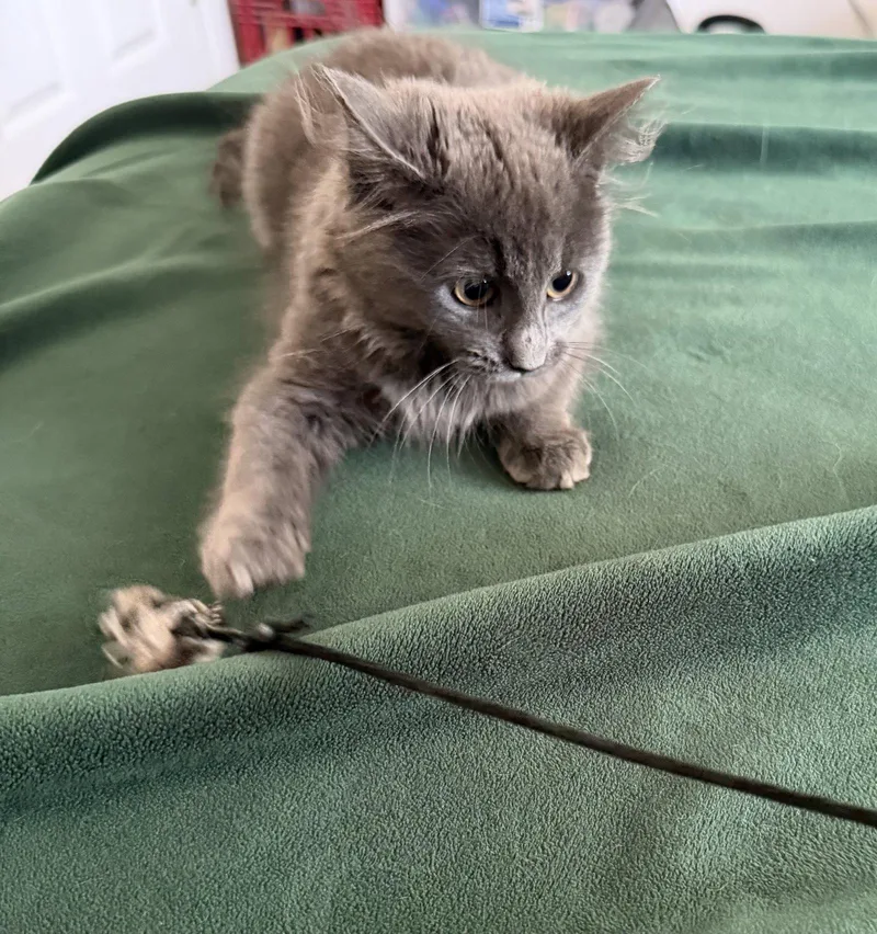 A young medium-sized female Gray / Blue / Silver Domestic Long Hair cat named Stormy for adoption in King George, VA