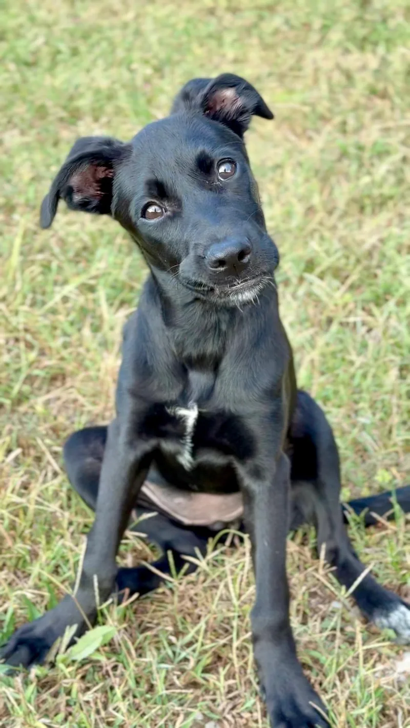 Kleo