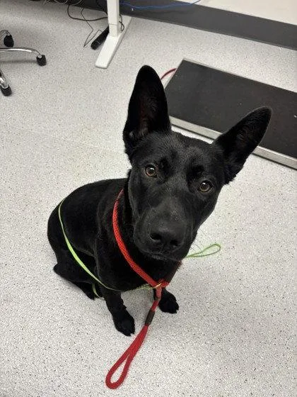 A young large-sized male German Shepherd Dog dog named Landon for adoption in Oakland, CA
