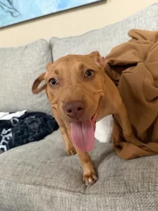 A baby small-sized female Mixed Breed dog named Hallie for adoption in Atlanta, GA