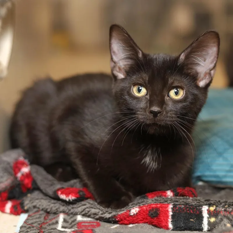 A baby small-sized female Black Domestic Short Hair cat named Starfish for adoption in Evansville, IN