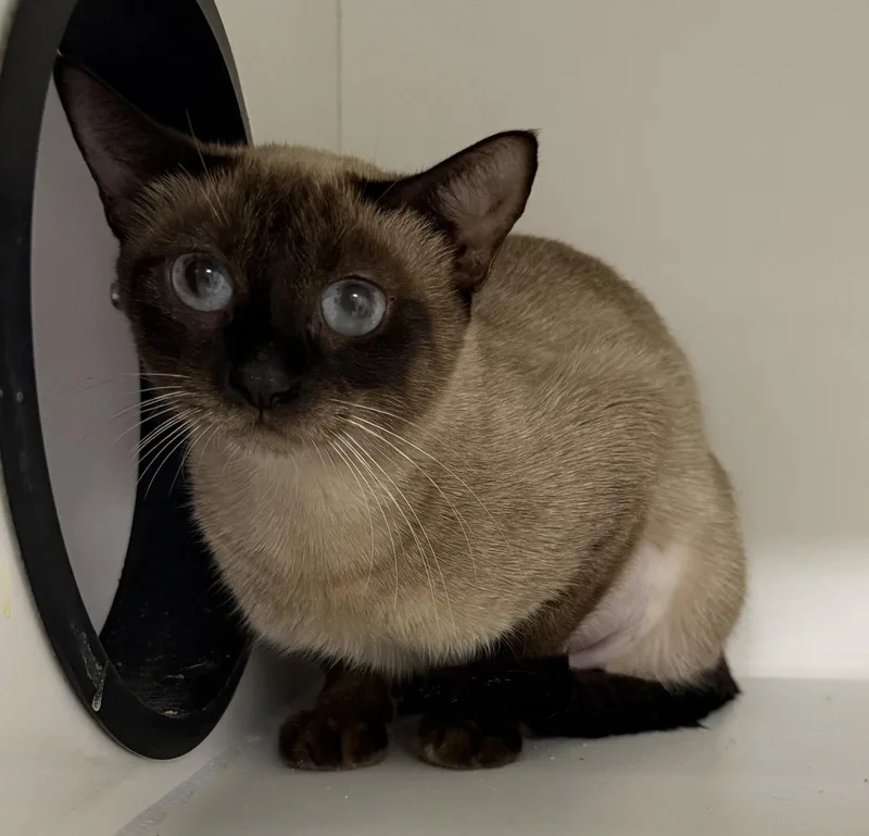 A young medium-sized female Siamese cat named Big Dipper for adoption in Satellite Beach, FL