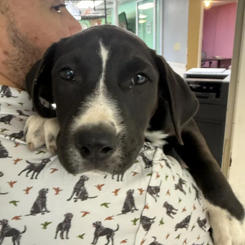 A baby small-sized female Black American Bulldog dog named Me On The Spot for adoption in Austin, TX