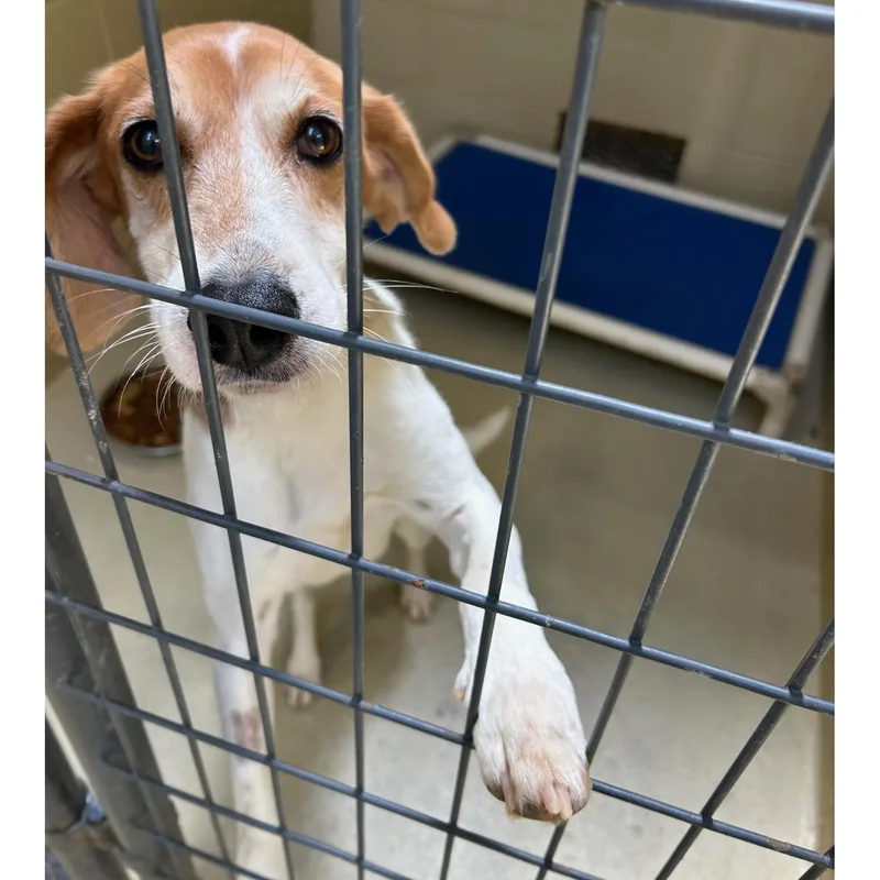 Bristine thumbnail 2