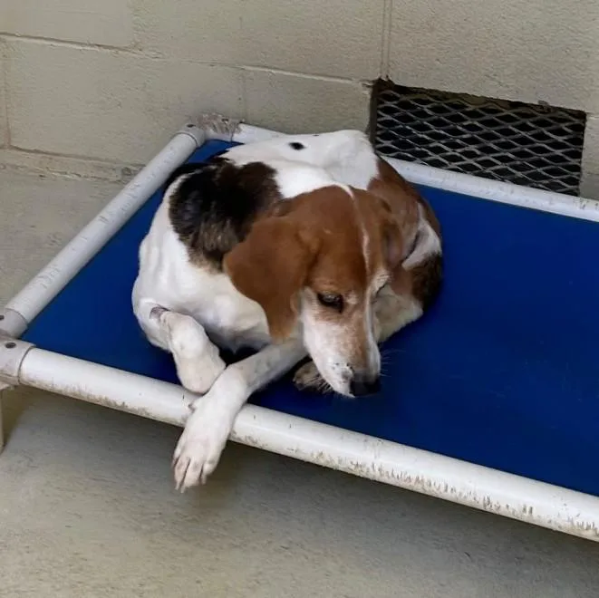 Bristine thumbnail 3