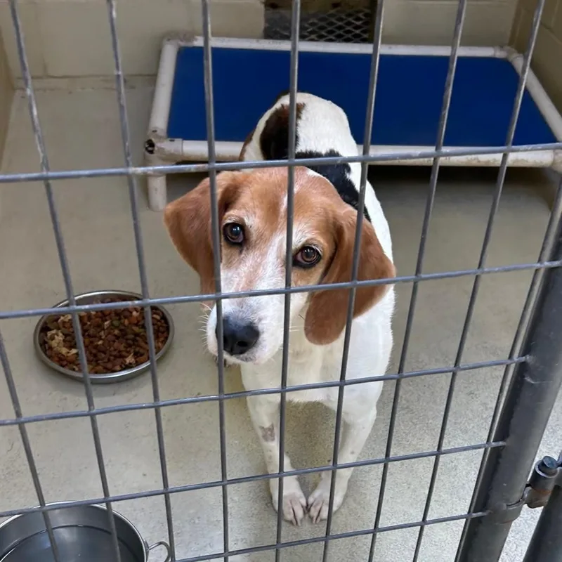 Bristine thumbnail 4