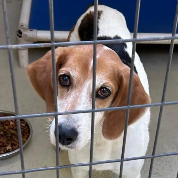 Bristine thumbnail 5