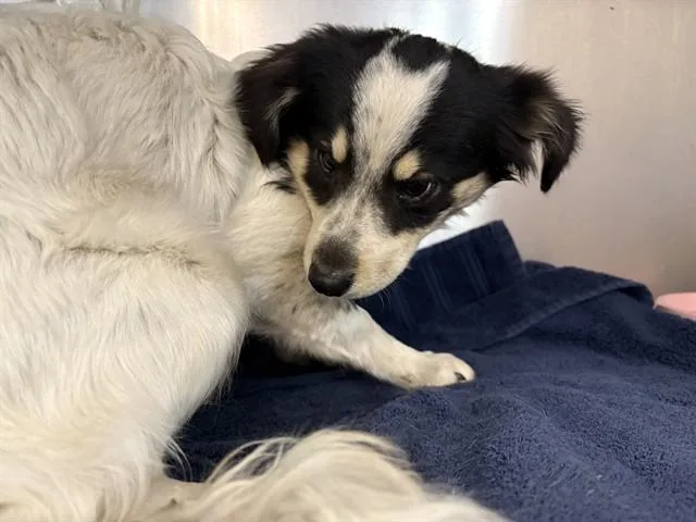 A young small-sized male Papillon dog named Oberon for adoption in Thousand Palms, CA