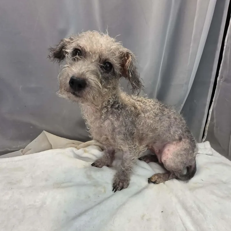 An adult small-sized female Gray / Blue / Silver Miniature Poodle dog named Cream Puff for adoption in Foley, AL