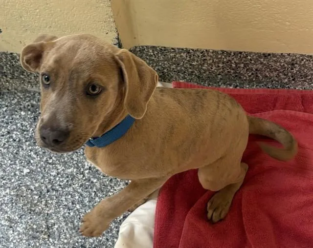 A baby medium-sized male Labrador Retriever dog named Mason for adoption in Brewster, MA