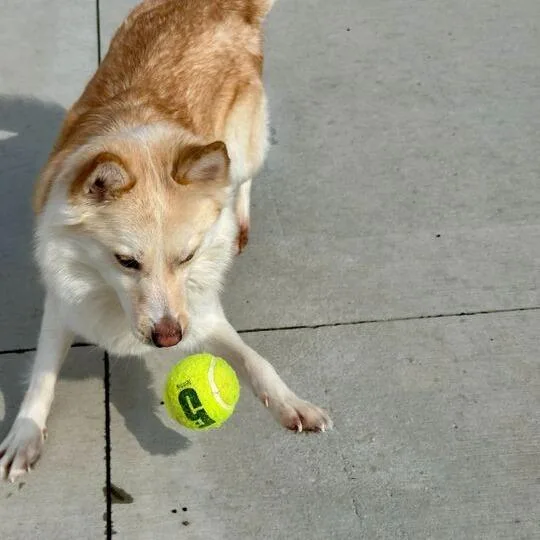 A young small-sized female Yellow / Tan / Blond / Fawn Pomeranian dog named Daphne for adoption in Matteson, IL
