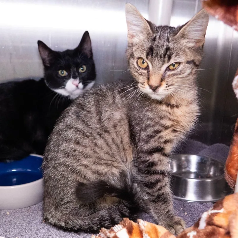 A baby medium-sized female Domestic Short Hair cat named Chapter for adoption in Shoreline, WA