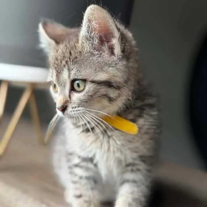 A baby medium-sized female Tabby (Brown / Chocolate) Domestic Short Hair cat named Toast for adoption in Kentwood, MI