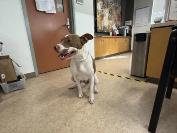 A young large-sized female Pit Bull Terrier dog named Momma for adoption in San Pedro, CA
