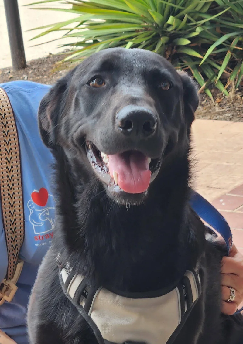 A young large-sized female German Shepherd Dog dog named Tootsie for adoption in Gun Barrel City, TX