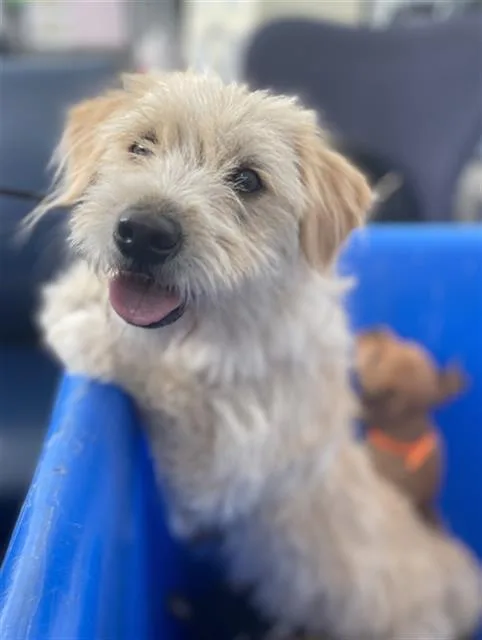 An adult large-sized female Mixed Breed dog named Glow for adoption in Dallas, TX