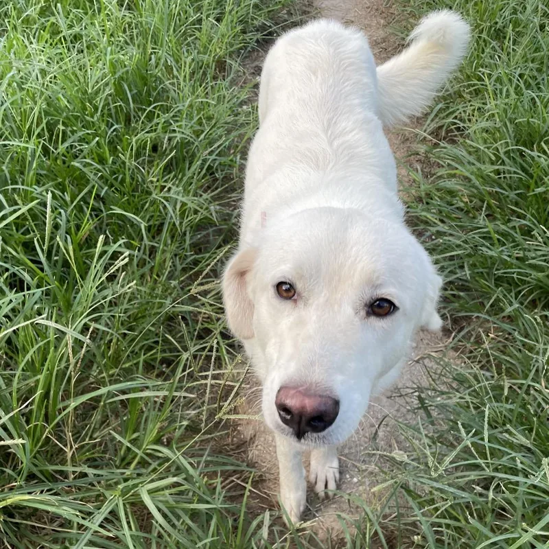 An adult medium-sized female White / Cream Great Pyrenees dog named Lilia for adoption in Waggaman, LA