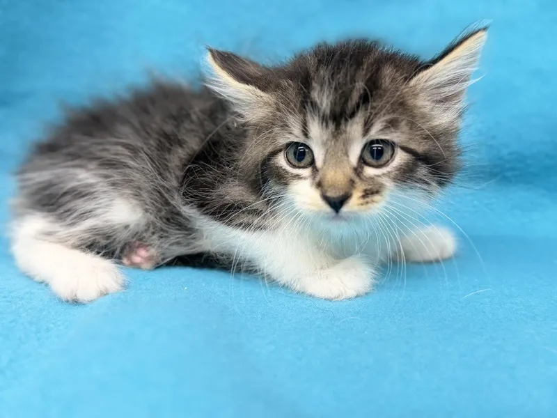 A young small-sized female Tabby (Brown / Chocolate) Domestic Medium Hair cat named Gumdrop for adoption in Oakdale, CA