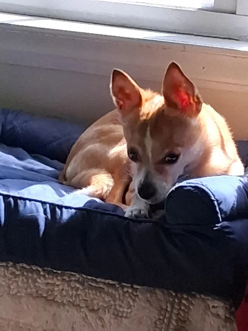An adult small-sized male Yellow / Tan / Blond / Fawn Chihuahua dog named Max for adoption in Durham, NC
