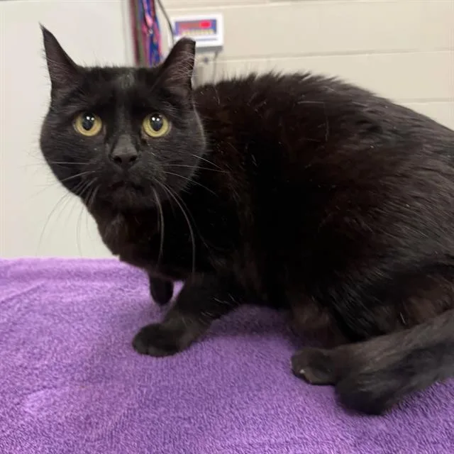 An adult medium-sized female Domestic Short Hair cat named Solstice for adoption in Peoria, IL