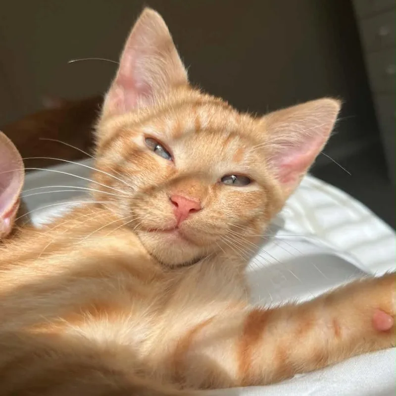 A baby small-sized female American Shorthair cat named Fry for adoption in mount vernon, AR