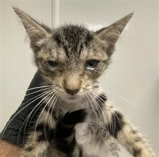 A baby small-sized female Domestic Short Hair cat named Petal for adoption in Ontario, CA
