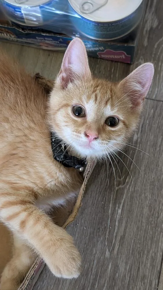 A baby small-sized male Domestic Short Hair cat named Cosmos for adoption in Plymouth, MI
