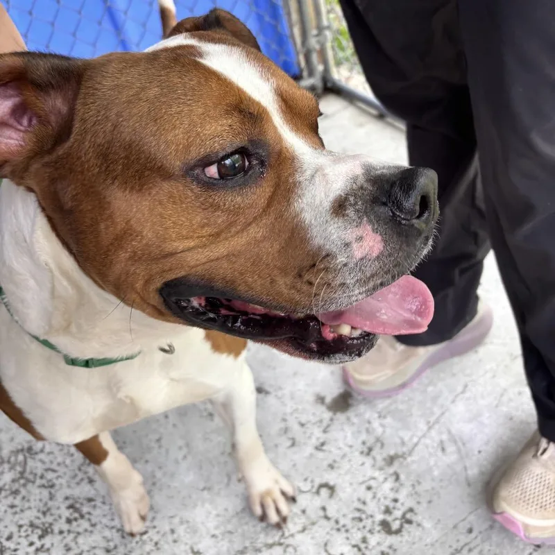 An adult large-sized male Yellow / Tan / Blond / Fawn Boxer dog named Titan for adoption in Franklin, NC