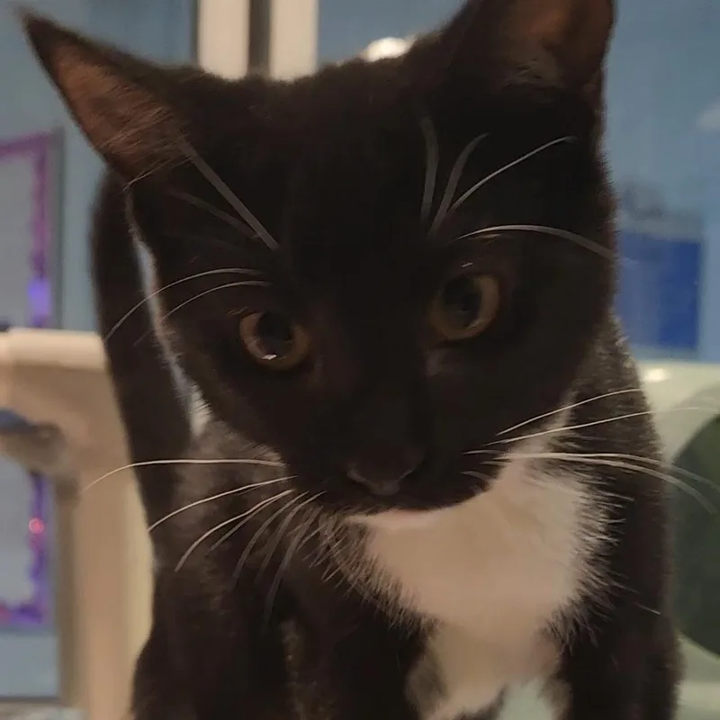 A baby medium-sized female Black & White / Tuxedo Domestic Short Hair cat named Grouper for adoption in Charleston, SC