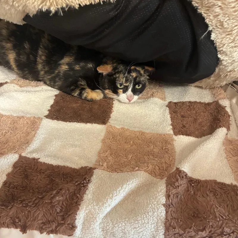 An adult large-sized female Calico Domestic Short Hair cat named Cream Puff for adoption in Fallon, NV