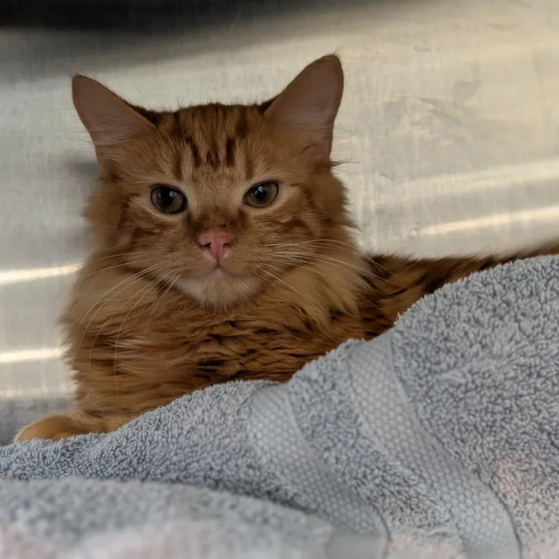 Abraham thumbnail 3