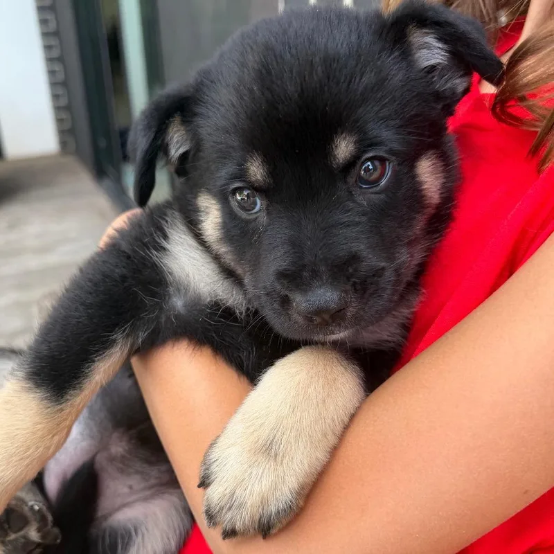 Naya