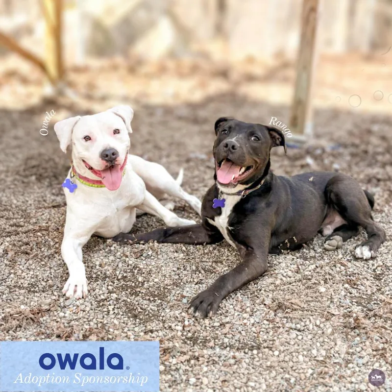 A young medium-sized female White / Cream Boxer dog named Owala for adoption in Hopkinton, MA