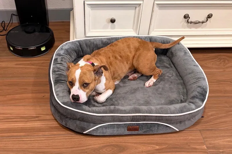 A young medium-sized female Golden American Staffordshire Terrier dog named Tilly for adoption in Houston, TX