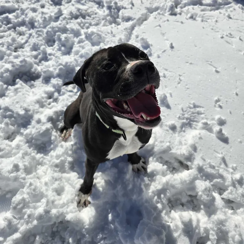 An adult large-sized male Black Mixed Breed dog named Maliketh K for adoption in Union, MO