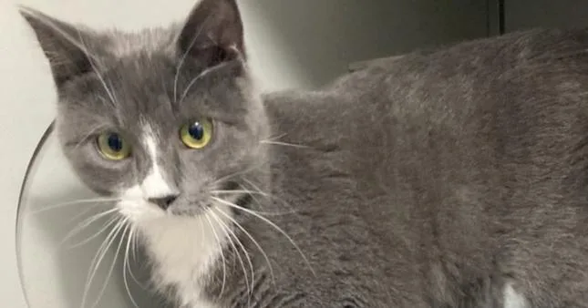 An adult medium-sized male Gray & White Domestic Short Hair cat named Mr Gray for adoption in Anoka, MN