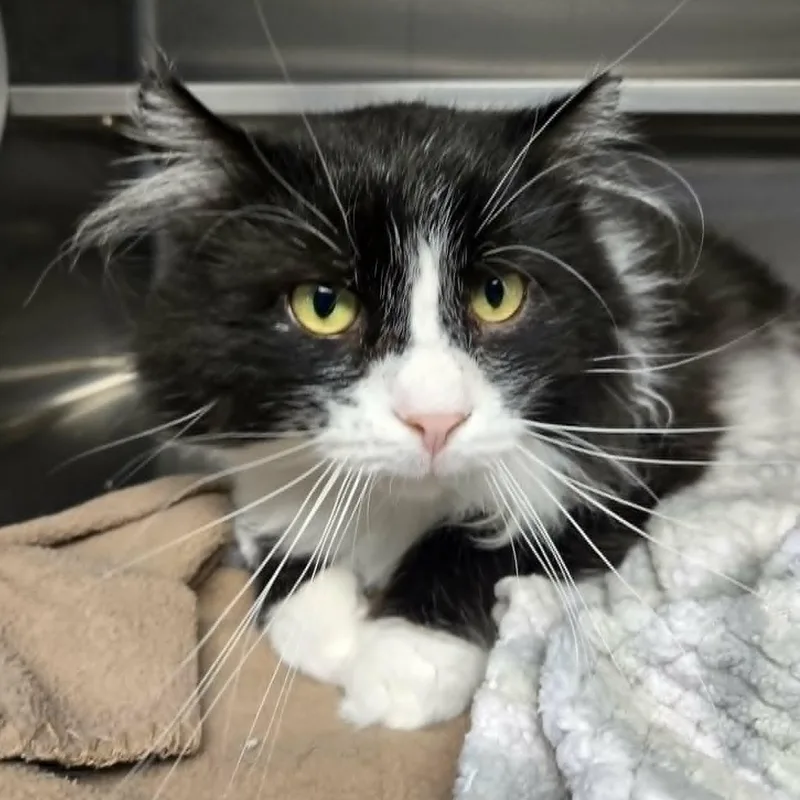 An adult large-sized male Black & White / Tuxedo Domestic Medium Hair cat named Tony for adoption in Watertown, WI
