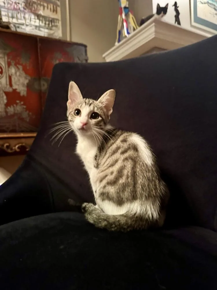 A baby small-sized female White Domestic Short Hair cat named Charm  Keeper Of for adoption in Chicago, IL