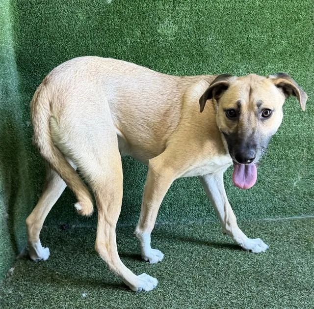 A young small-sized female Terrier dog named Malibu for adoption in Lancaster, CA