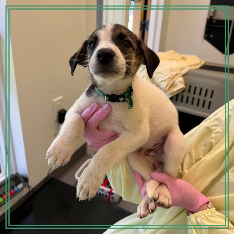 A baby medium-sized male Mixed Breed dog named Scotch Egg for adoption in Austin, TX