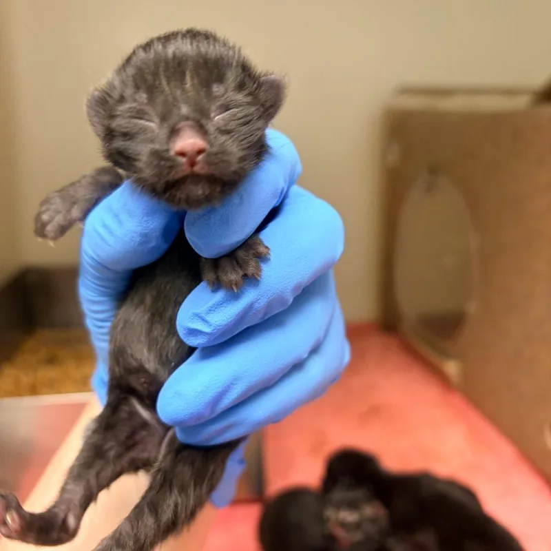 A baby small-sized male Black Domestic Short Hair cat named Onyx for adoption in Harrisonburg, VA