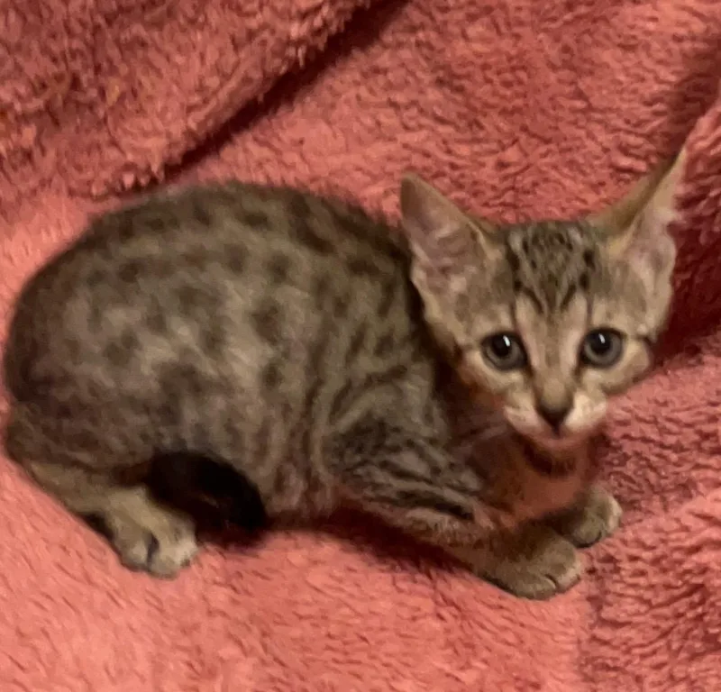 A baby medium-sized female Tabby cat named Thelma for adoption in Columbia, SC