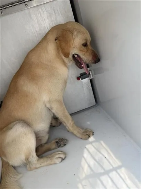 An adult large-sized male Labrador Retriever dog named A for adoption in Houston, TX