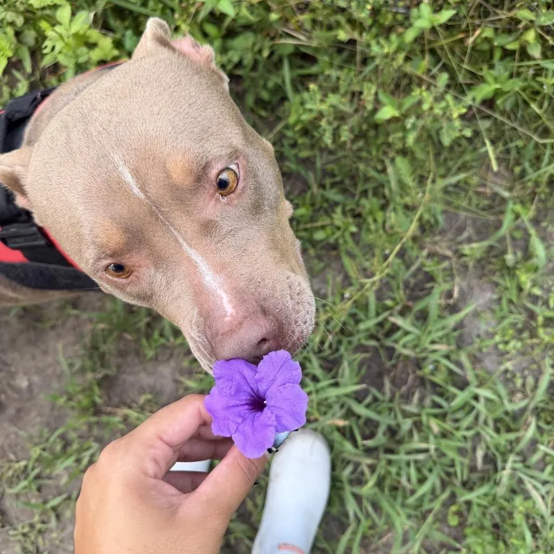 An adult medium-sized female Mixed Breed dog named Love Bug for adoption in Middleburg, FL